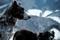 Mountain dogs